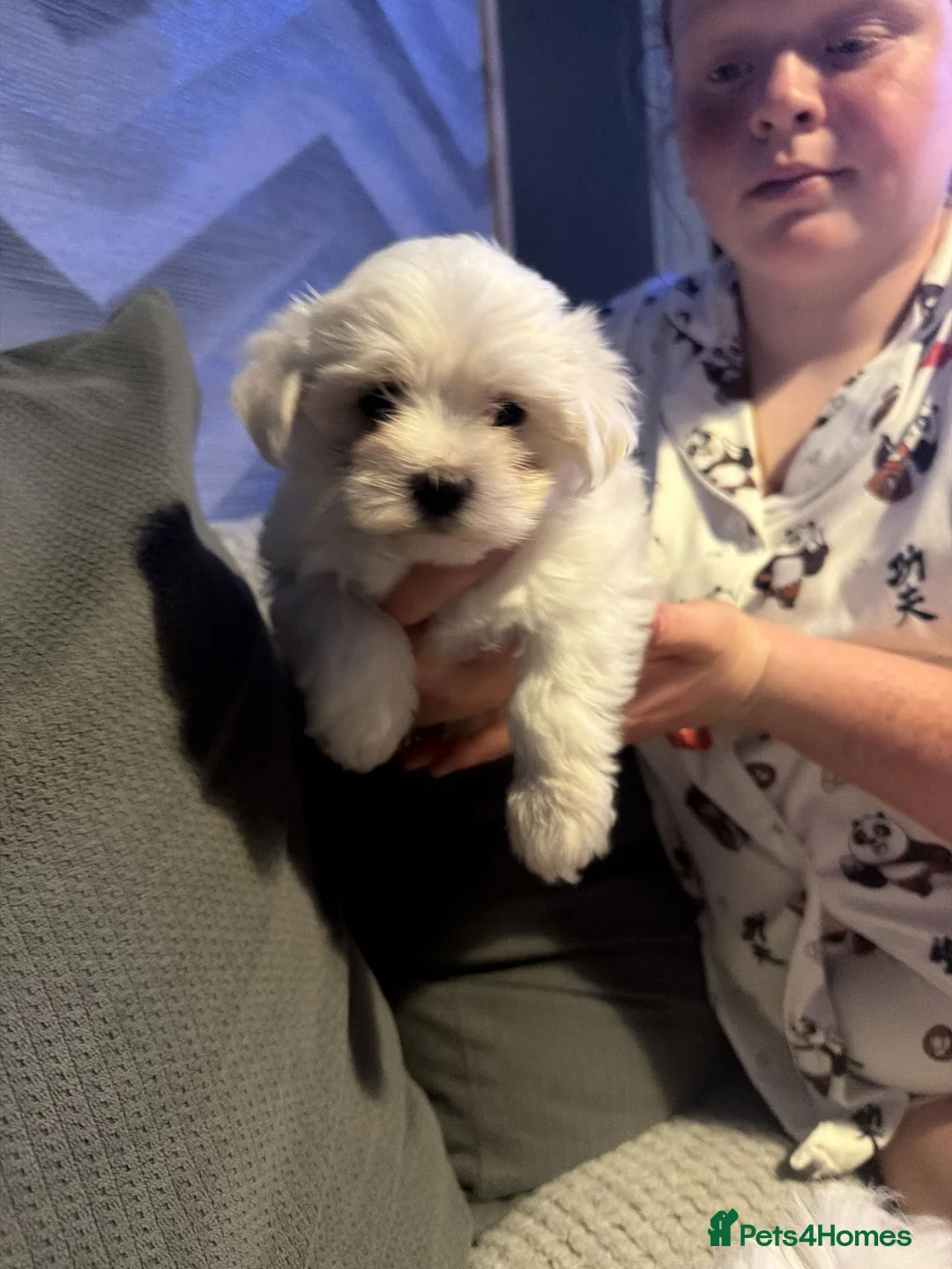 Maltese dogs for sale: Pure Bred Maltese Puppies for sale in London - Advert 5