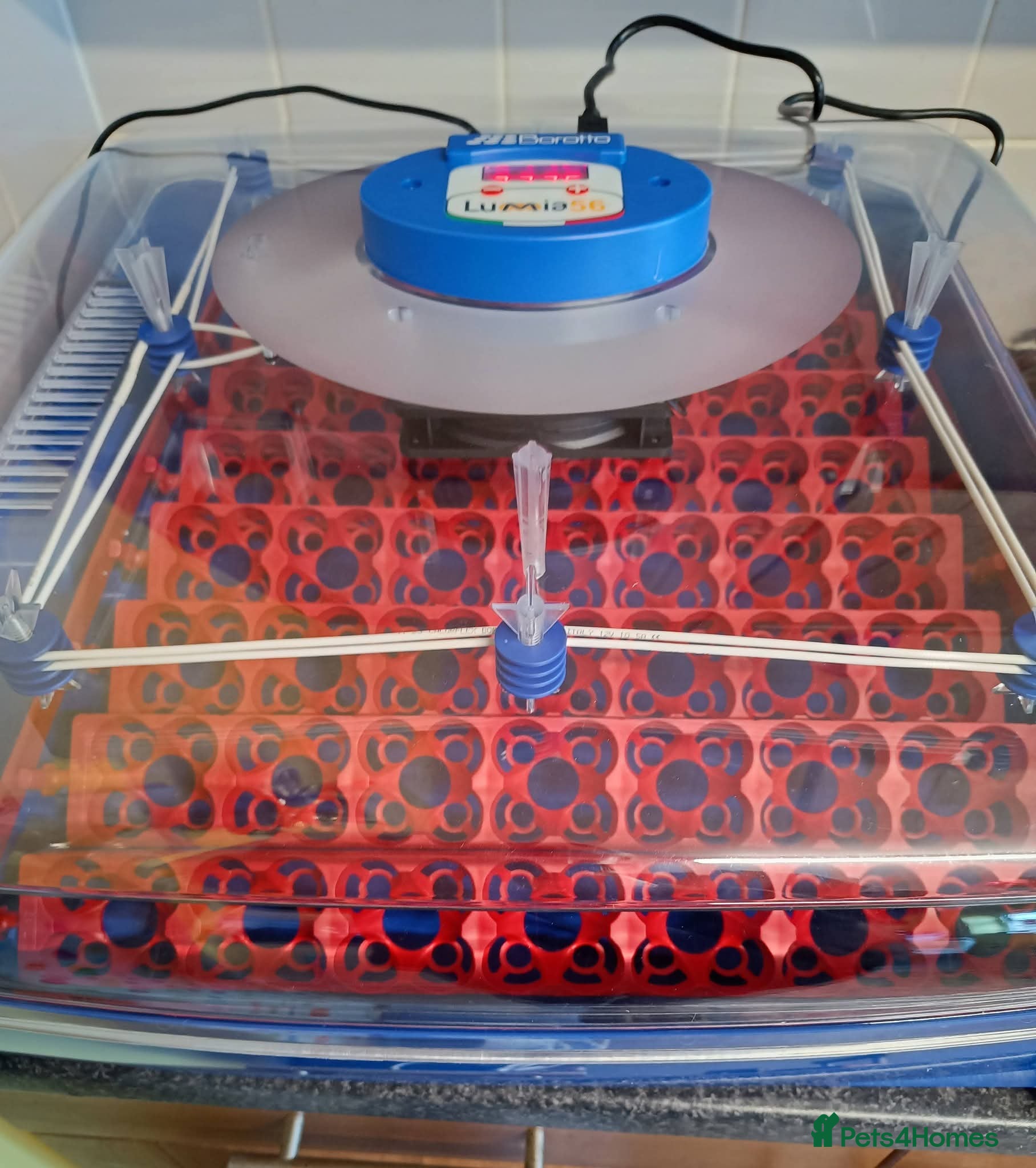 Mixed Breed birds Borotto Lumia 56 INCUBATOR  - Advert 5