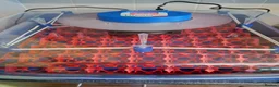 Mixed Breed birds for sale: Borotto Lumia 56 INCUBATOR  - Advert 1
