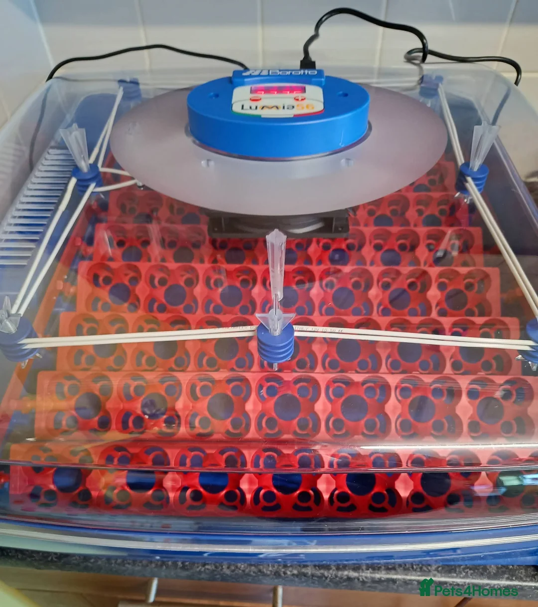 Mixed Breed birds for sale: Borotto Lumia 56 INCUBATOR  - Advert 1