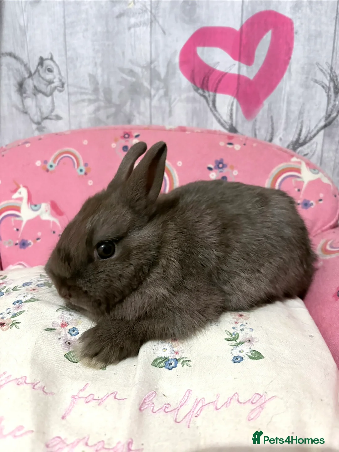 Netherland Dwarf rabbits for sale: 2 beautiful chocolate coloured netherland dwarfs - Advert 4