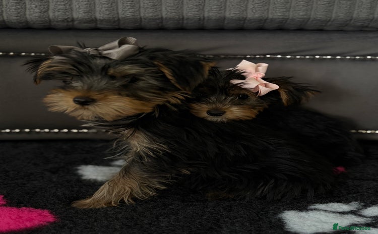 Yorkshire Terrier dogs - Advert 2