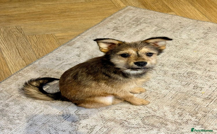Mixed Breed dogs - Advert 1