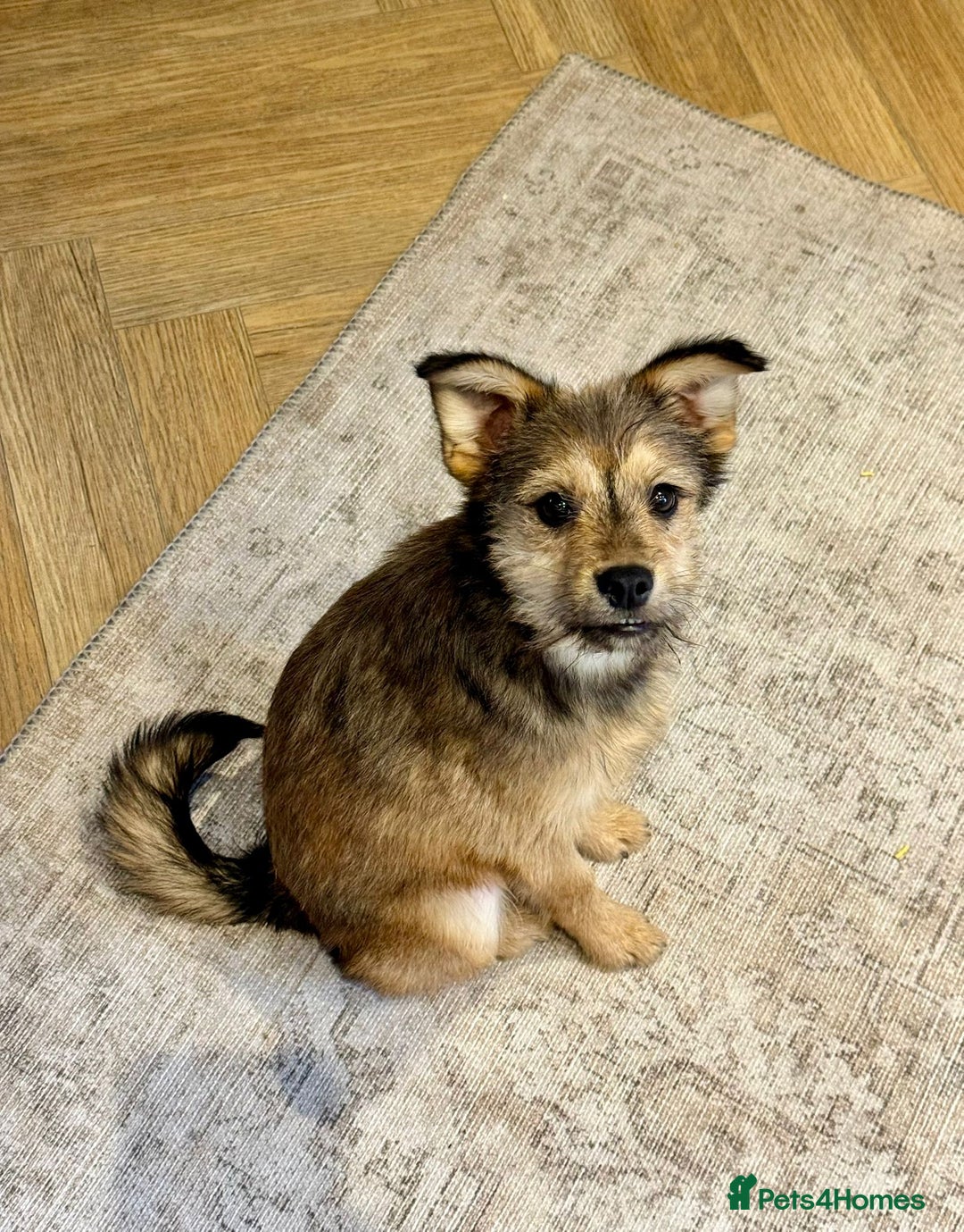 Mixed Breed dogs for adoption: Sweet sugar  - Image 1