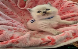 Ragdoll cats for sale: Beautiful Ragdoll Kittens, GCCF & Tica Registered - Image 10