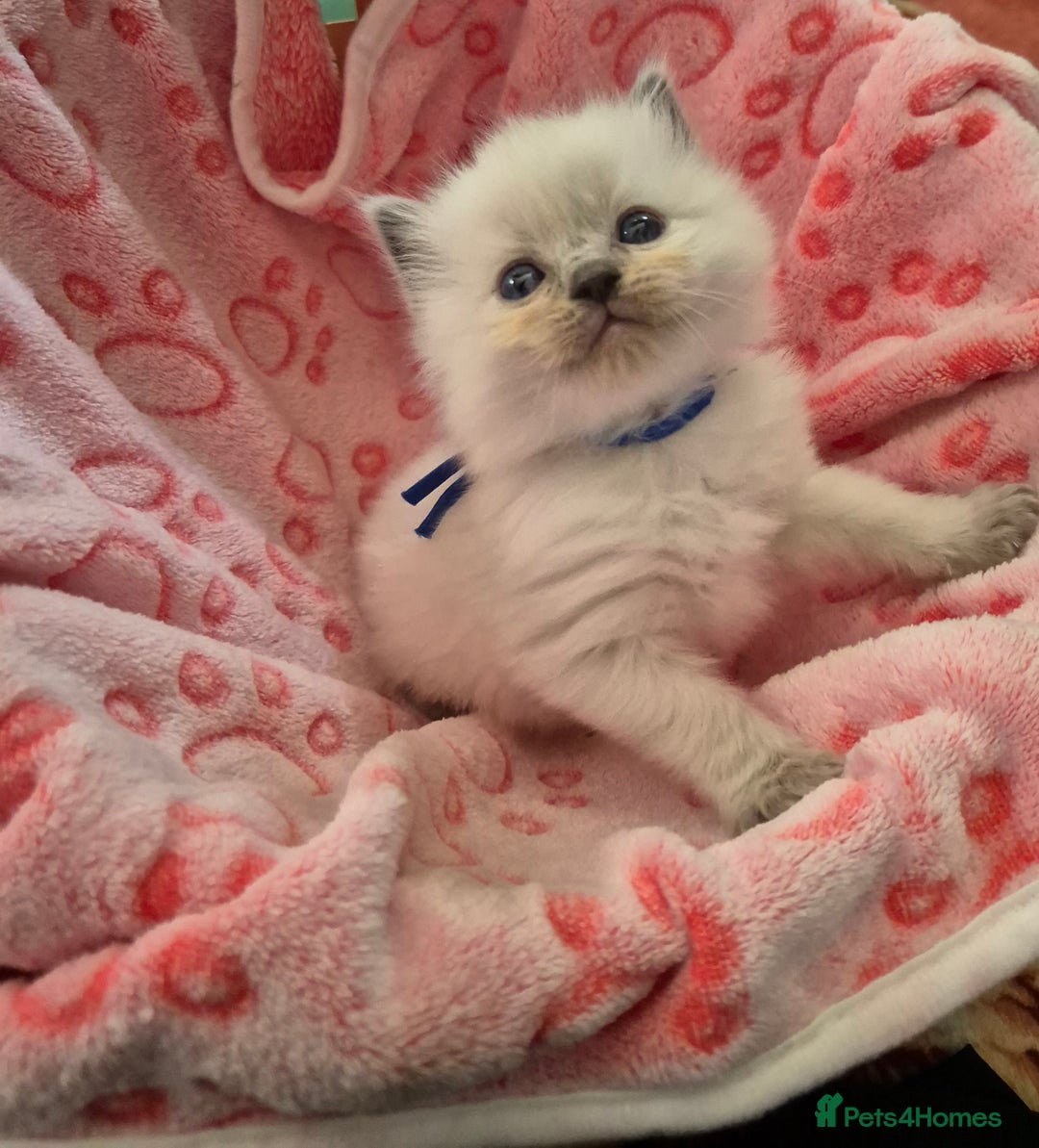 Ragdoll cats for sale: Beautiful Ragdoll Kittens, GCCF & Tica Registered - Image 10