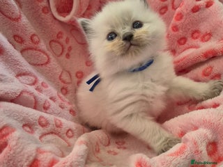 Ragdoll cats - Advert 2