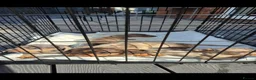 Dachshund dogs for sale: Minature Dashmund - Advert 24