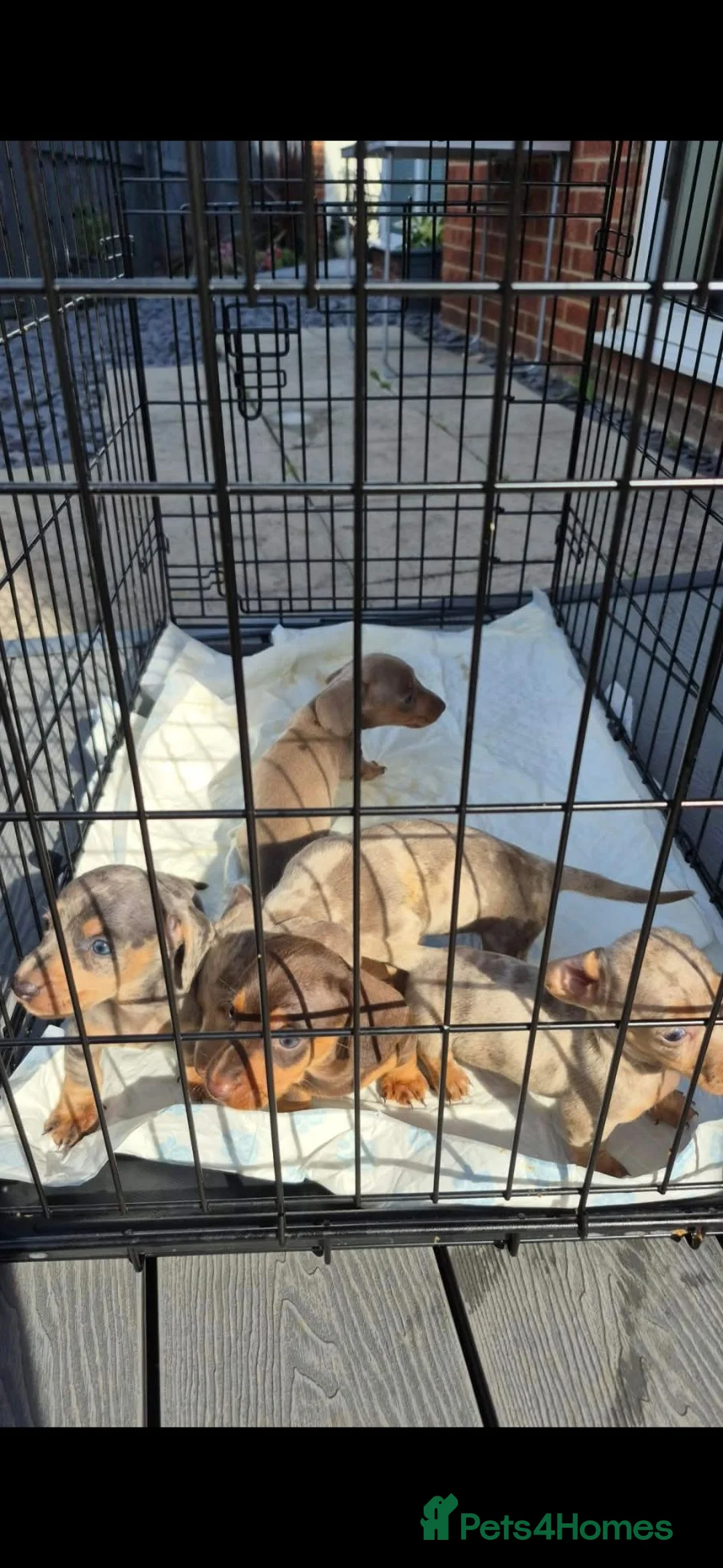 Dachshund dogs for sale: Minature Dashmund - Advert 24