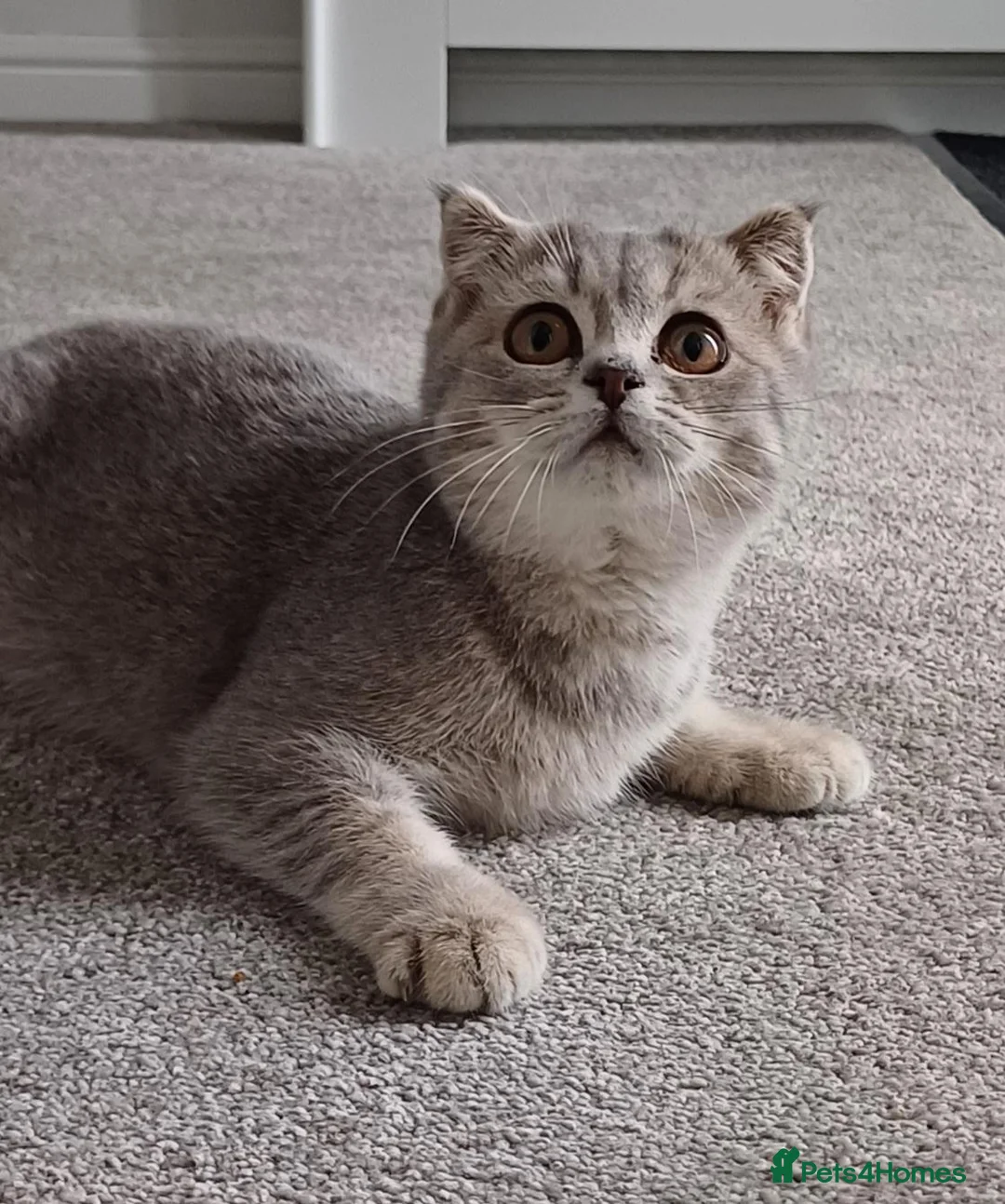 British Shorthair cats for sale: Beautiful inoculated, TICA Scottish male  - Advert 2