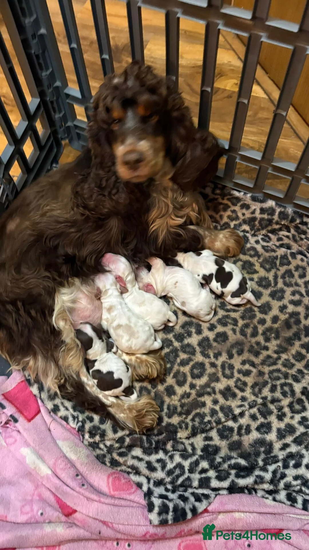 Cocker Spaniel dogs for sale: Show cocker spaniel pups  - Advert 2