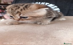 Scottish Fold cats for sale: British shorthair and Scottish fold - Image 30