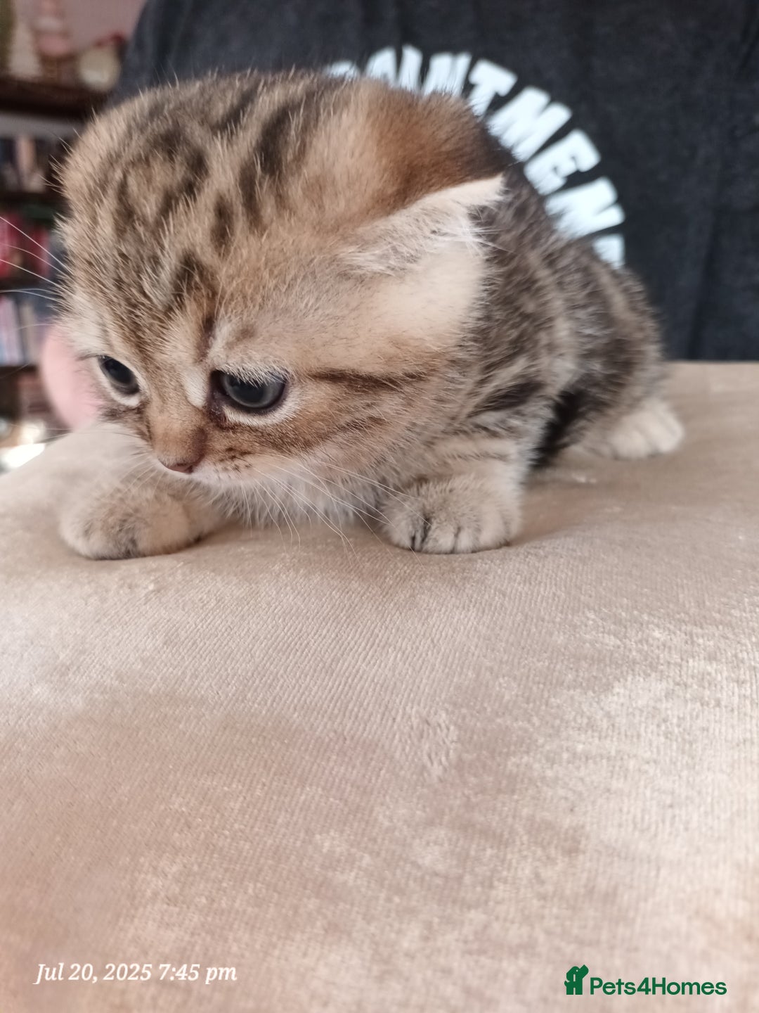 Scottish Fold cats for sale: British shorthair and Scottish fold - Image 30