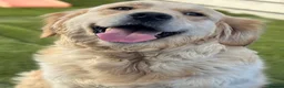 Golden Retriever dogs for sale: Golden retrievers  in Swanley - Advert 11