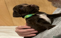 Cocker Spaniel dogs for sale: Beautiful Cocker Spaniel Puppies - Advert 12