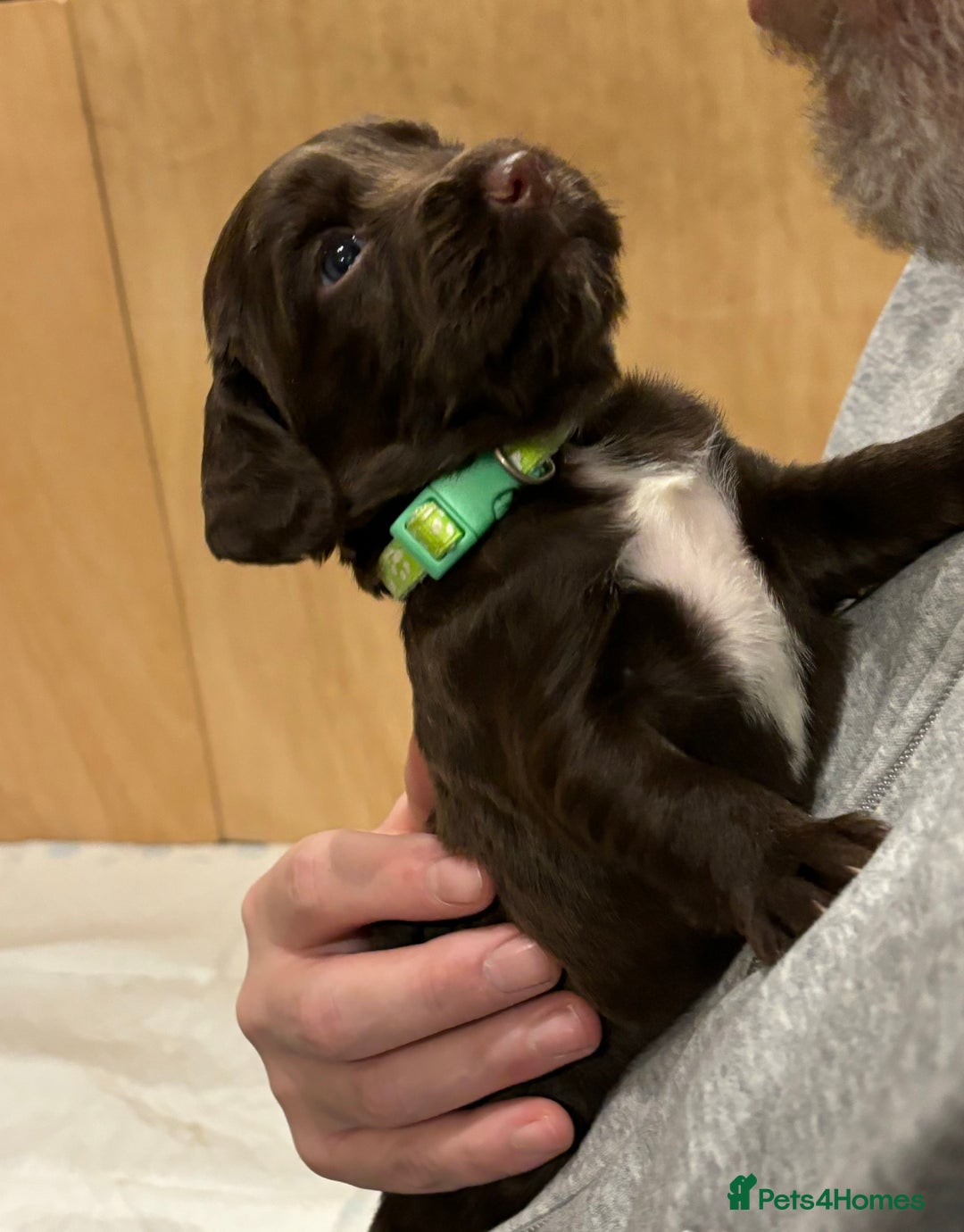 Cocker Spaniel dogs for sale: Beautiful Cocker Spaniel Puppies - Advert 12