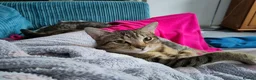 Mixed Breed cats for sale: 2 beautiful cats looking for a loving home in Saint Austell - Advert 11