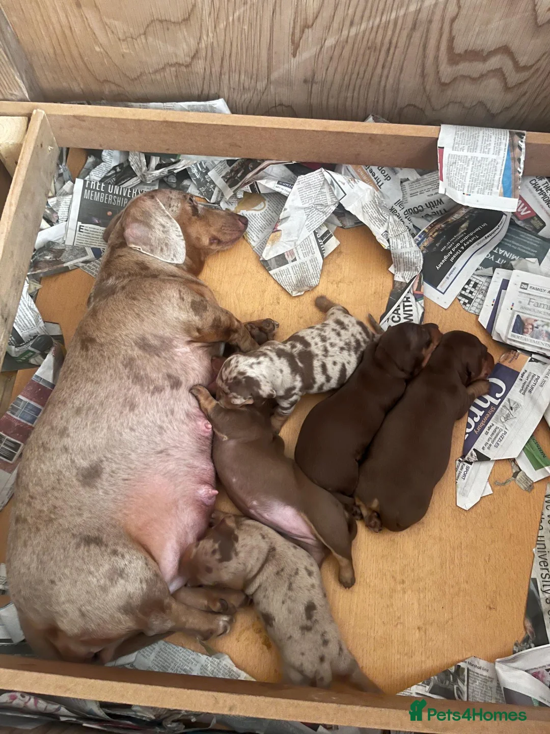 Dachshund dogs for sale: Beautiful Daschund Puppies ready for a new home - Advert 8