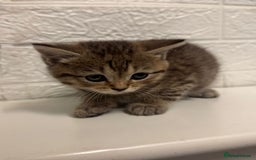 British Shorthair cats for sale: Cutest Tabby British Short Haired Kittens  - Image 6