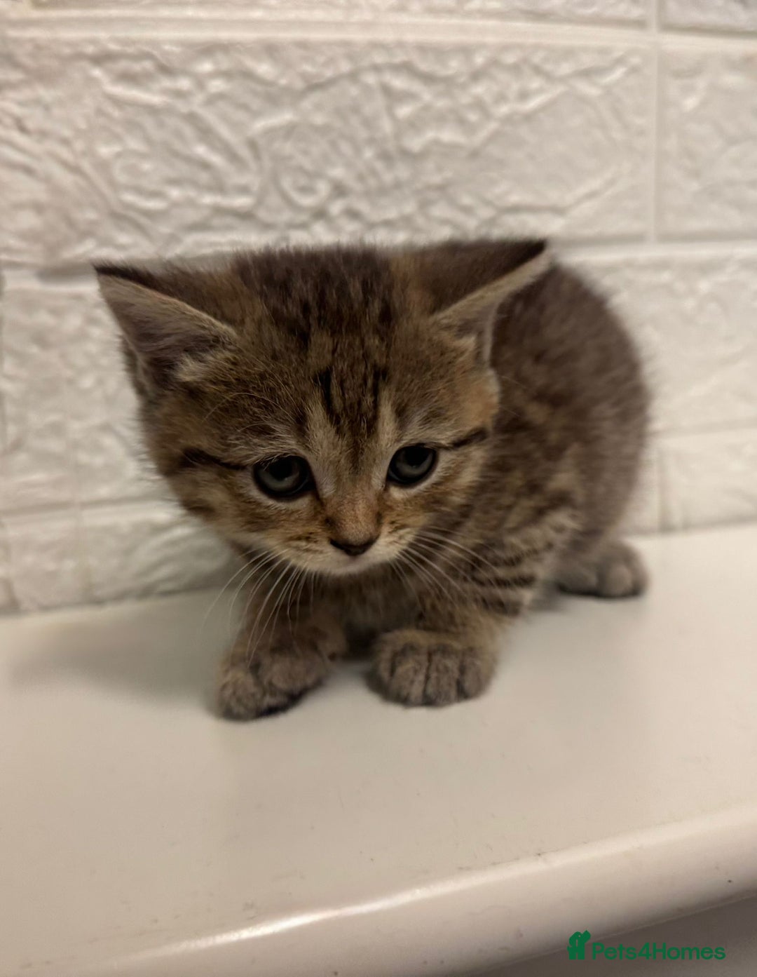 British Shorthair cats for sale: Cutest Tabby British Short Haired Kittens  - Image 6