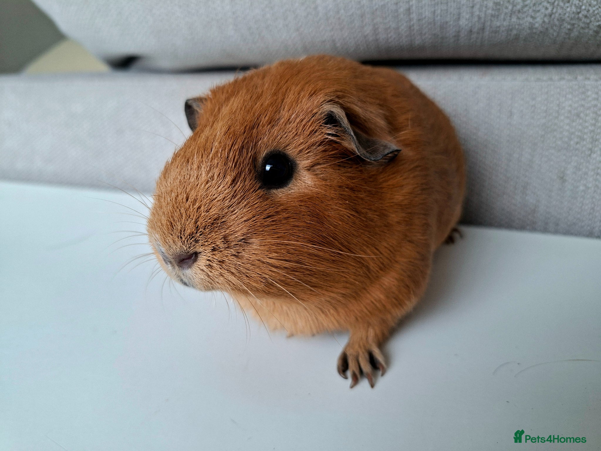 Guinea Pig rodents for sale: Female guinea pigs for sale. 2 Pairs - Advert 5