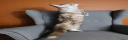 Maine Coon cats for sale: TICA Pedigree Maine coon🧬health tested - Advert 7