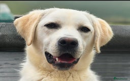 Labrador Retriever dogs for sale: Beautiful and Friendly 1 Year Old Bitch Labrador  - Image 1