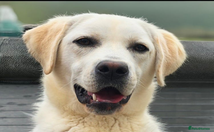 Labrador Retriever dogs - Advert 2