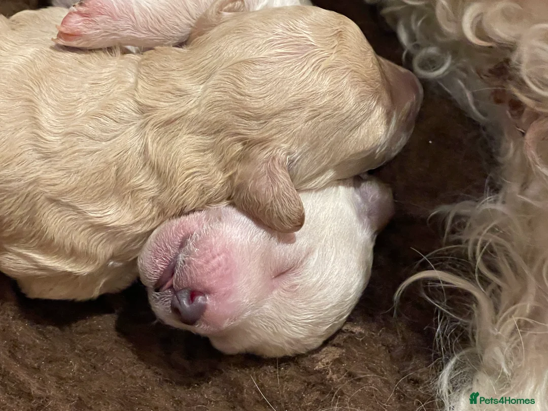 Poochon dogs for sale: 🐾Miniature Poochon puppies sold 8/2/26 - Advert 7