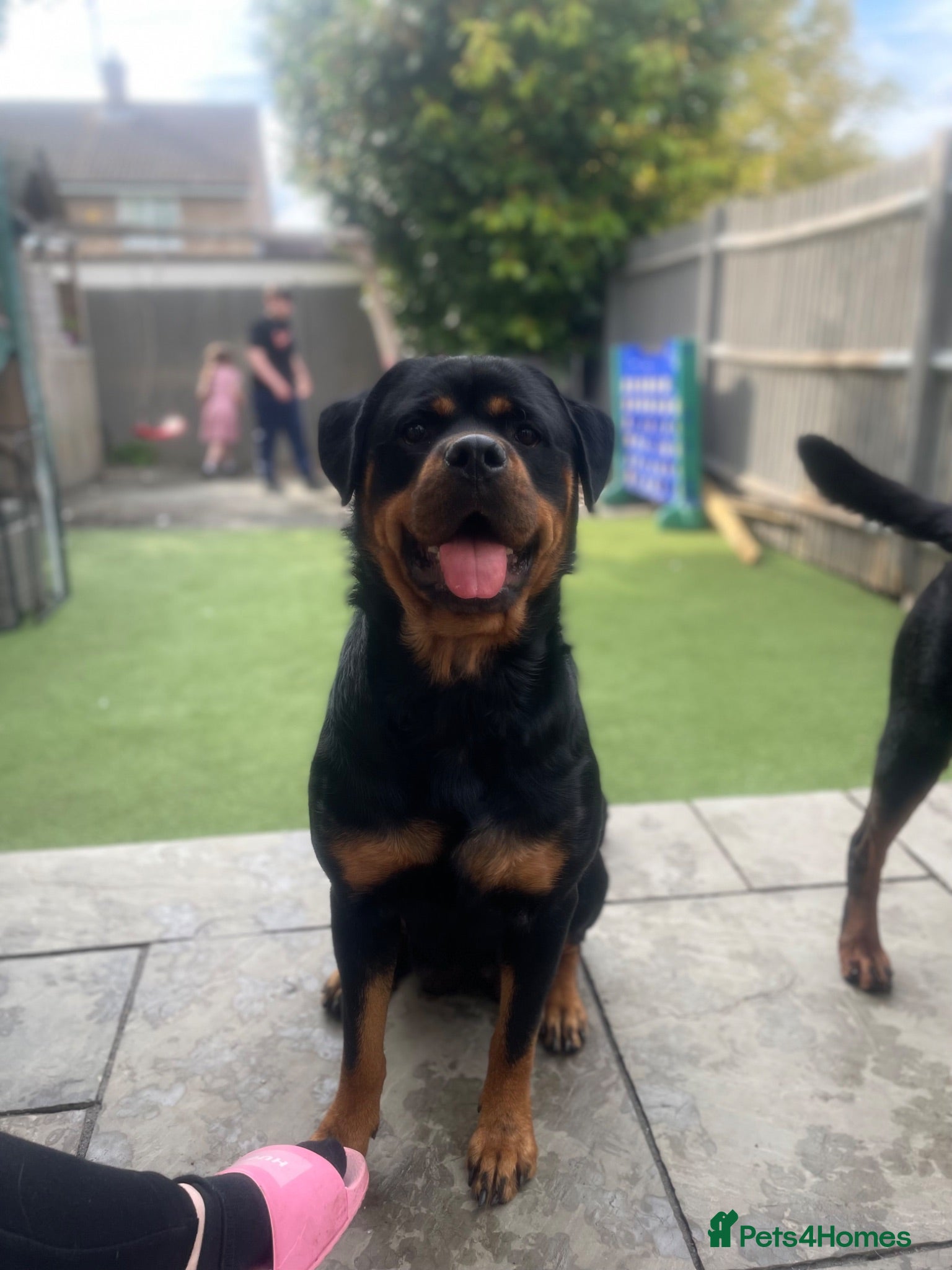Rottweiler dogs ⭐️4 Rottweiler Boys For Sale ⭐️ - Advert 1