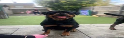 Rottweiler dogs for sale: ⭐️4 Rottweiler Boys For Sale ⭐️ - Advert 1