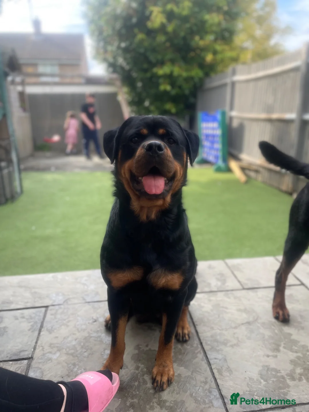 Rottweiler dogs for sale: ⭐️4 Rottweiler Boys For Sale ⭐️ - Advert 1
