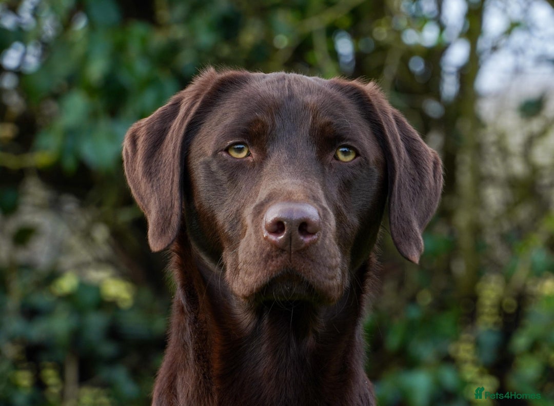 Labrador Retriever dogs for sale: WAITING LIST - KC Reg Fully Health Tested parents  - Image 4