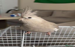 Cockatiels birds for sale: female cockatiel sale - Image 2
