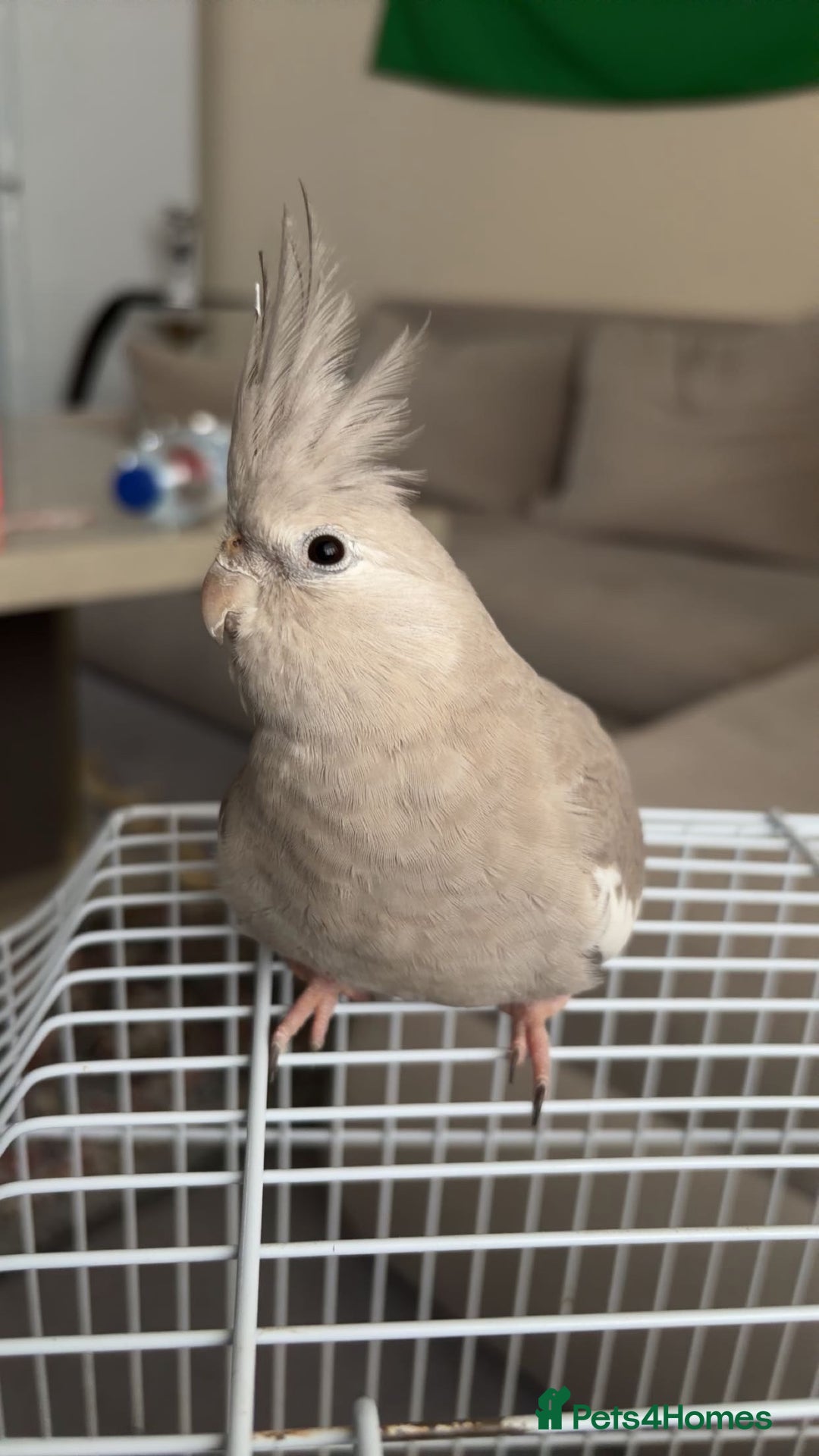 Cockatiels birds for sale: female cockatiel sale - Image 2