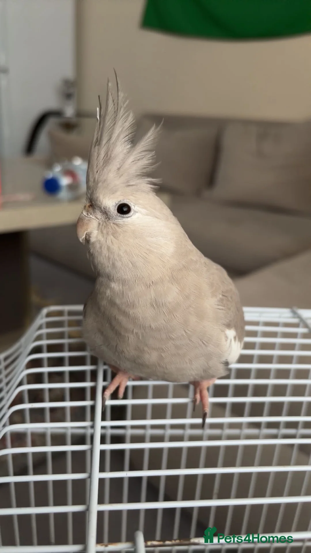 Cockatiels birds for sale: female cockatiel sale - Advert 2