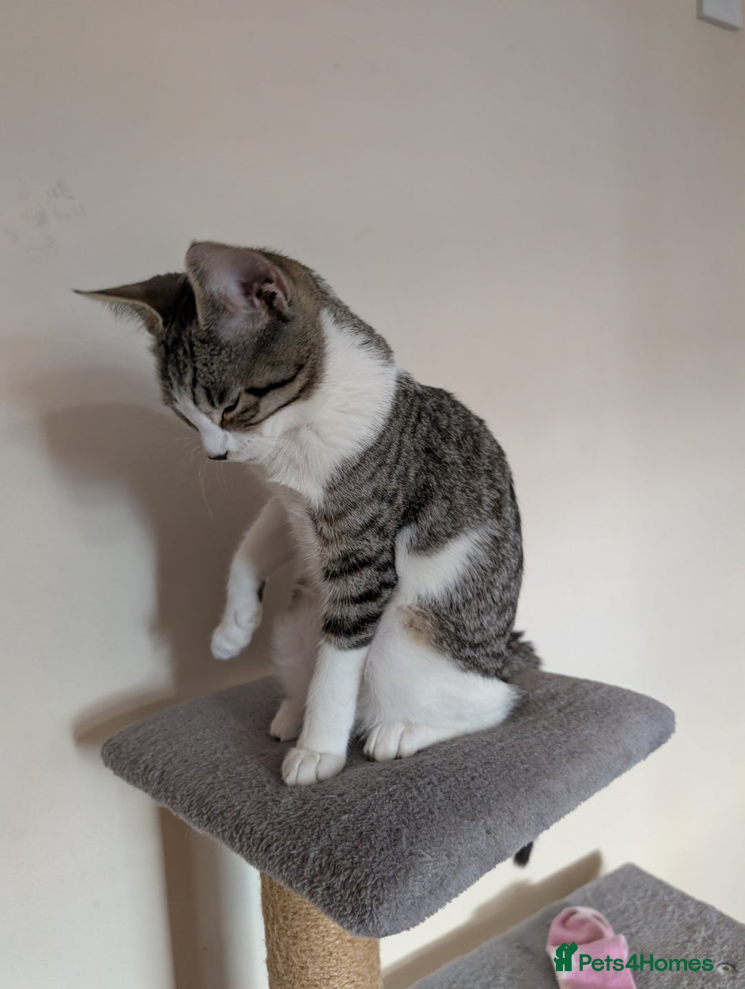 Arabian Mau cats for sale: Arabian mau x maine coon  - Advert 4