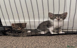 British Shorthair cats for sale: Little cat - Image 2