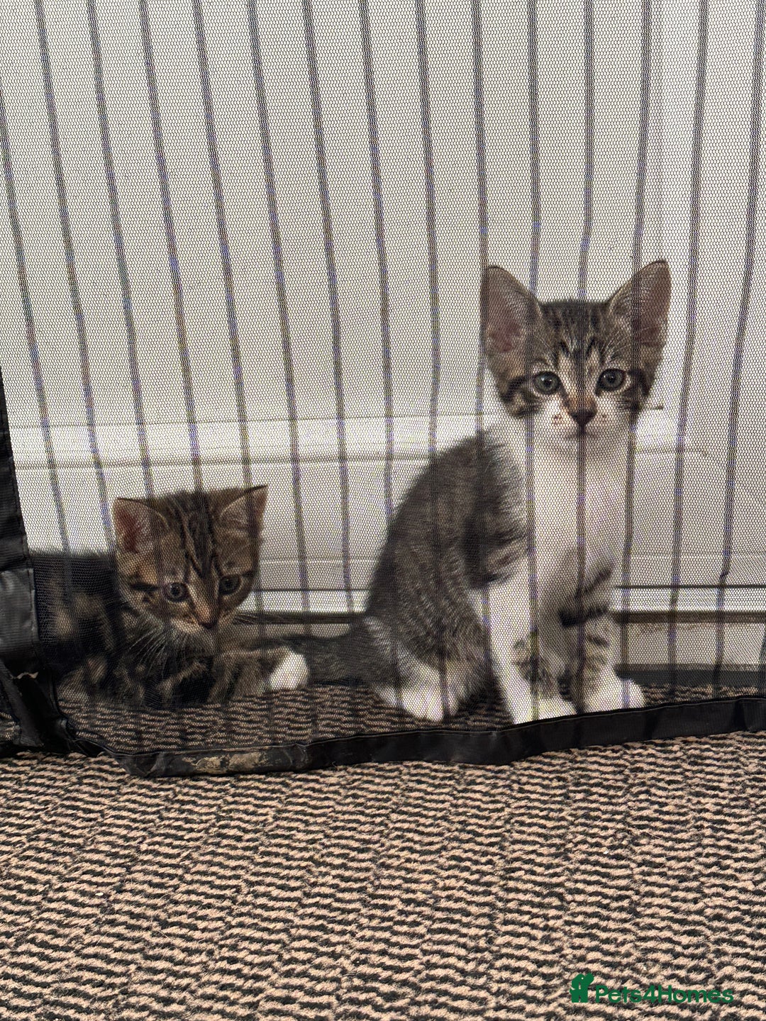 British Shorthair cats for sale: Little cat - Image 2