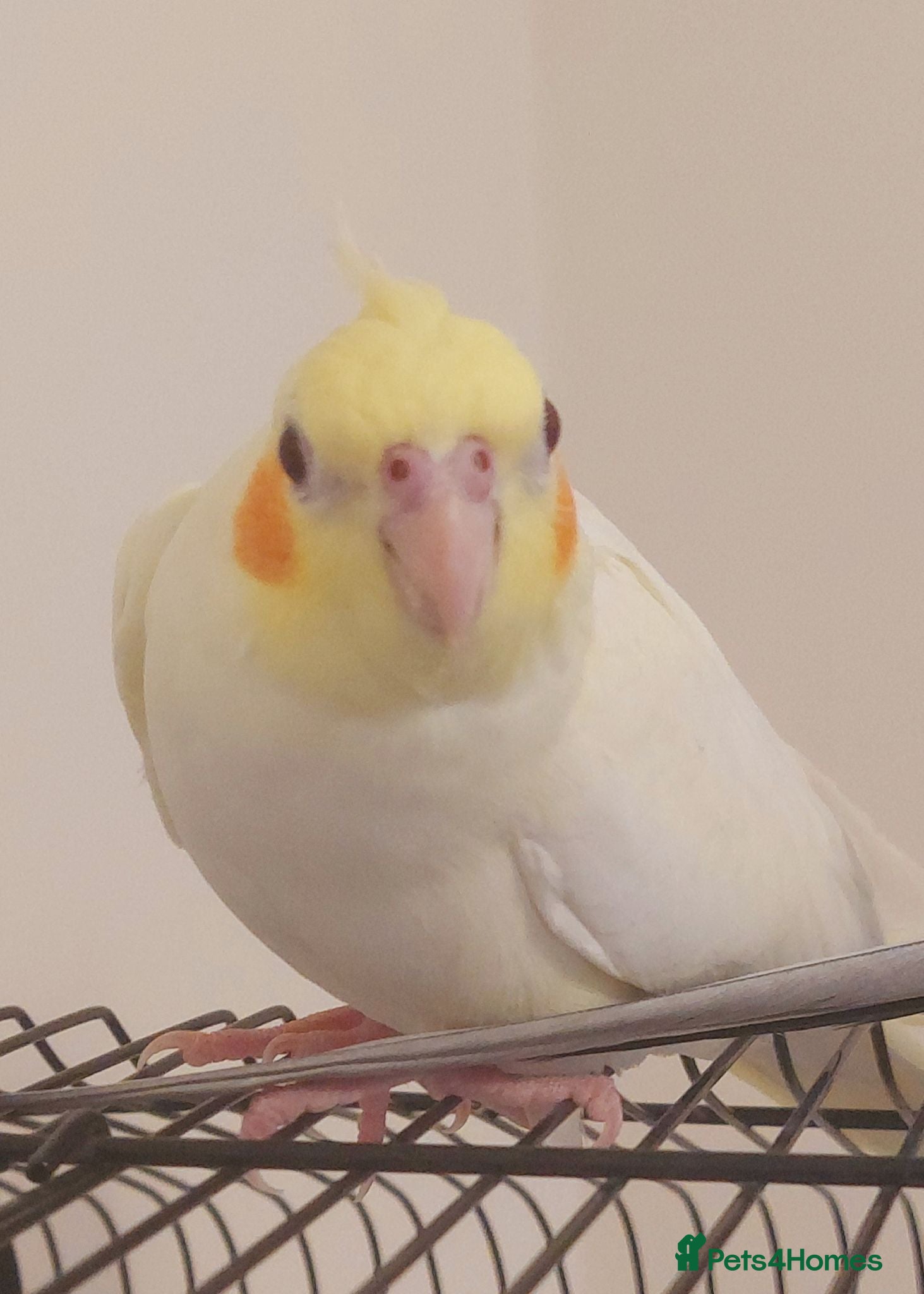 Cockatiels birds Adult Female Cockatiel - Advert 1