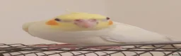 Cockatiels birds for sale: Adult Female Cockatiel - Advert 1