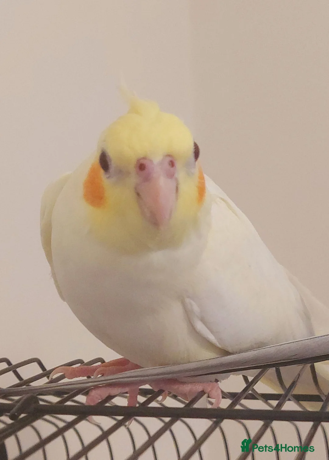 Cockatiels birds for sale: Adult Female Cockatiel - Advert 1