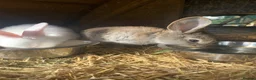 Continental Giant rabbits for sale: Pure Continental Giant rabbits  - Advert 9