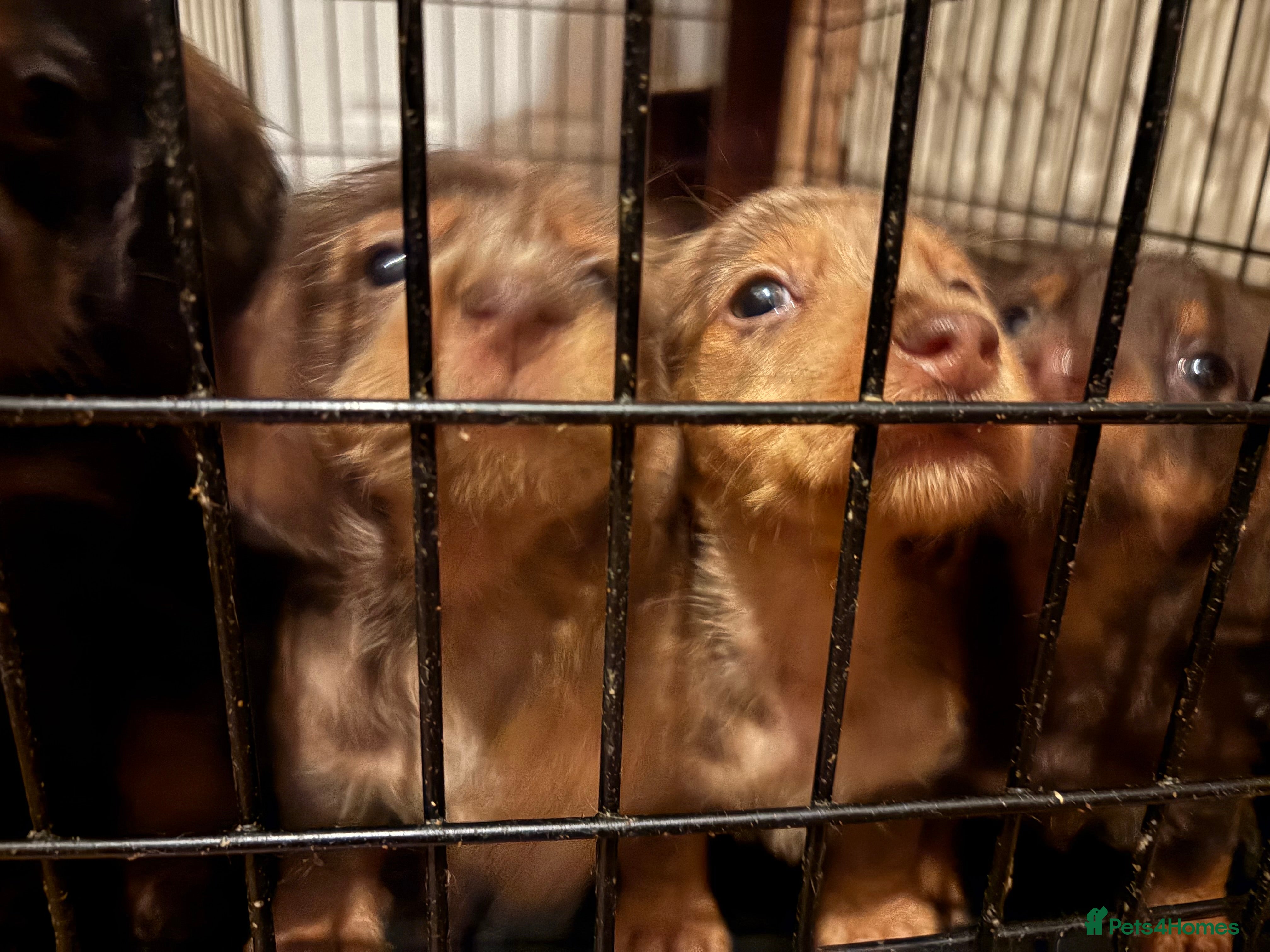 Mixed Breed dogs Beautiful Dorkie pups ready now! - Advert 6