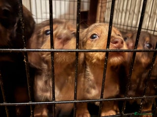 Mixed Breed dogs Beautiful Dorkie pups - Advert 1
