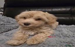 Maltipoo dogs for sale: MALTIPOO PUPPIES FOR SALE - Image 31