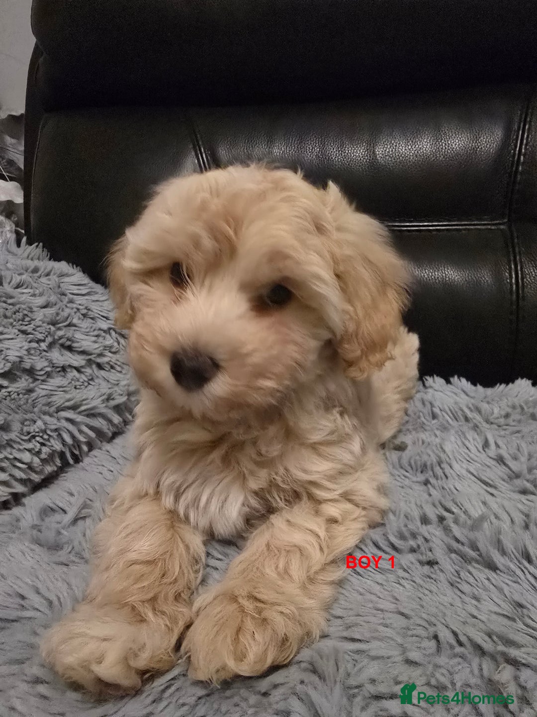 Maltipoo dogs for sale: MALTIPOO PUPPIES FOR SALE - Image 31