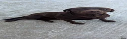 Labrador Retriever dogs for sale: 2 Year Old Chocolate Labrador for Rehoming  - Advert 2