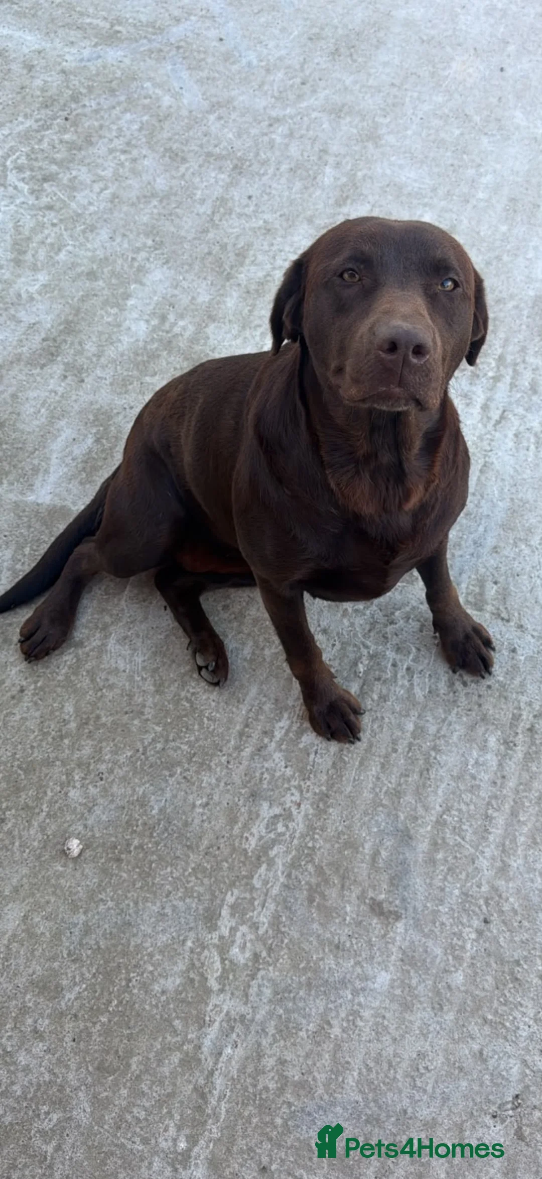 Labrador Retriever dogs for sale: 2 Year Old Chocolate Labrador for Rehoming  - Advert 2