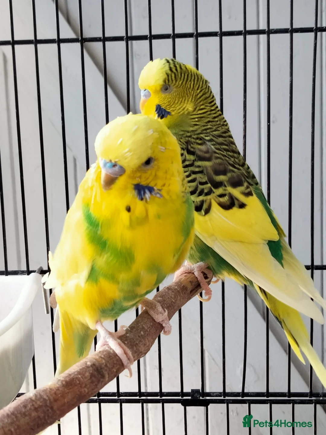 Budgerigars birds for sale: Beautiful 3x males budgies in London - Advert 11